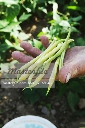 A man holding freshly harvested beans in his hand A man holding freshly harvested beans in his hand