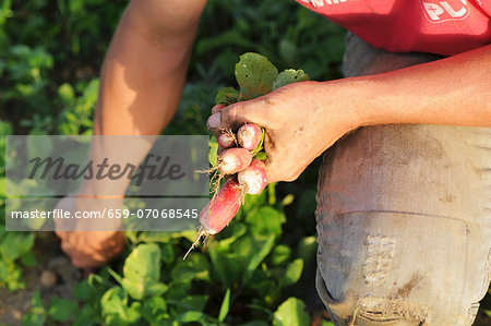 A man harvesting radishes A man harvesting radishes