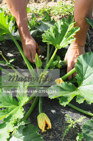 A man harvesting courgettes in the field A man harvesting courgettes in the field