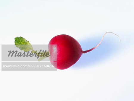 A radish