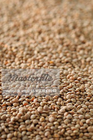 Lots of lentils (view from above)