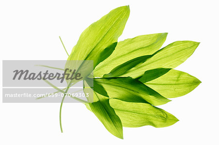 Several wild garlic leaves Several wild garlic leaves