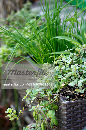 Fresh herbs in a window box