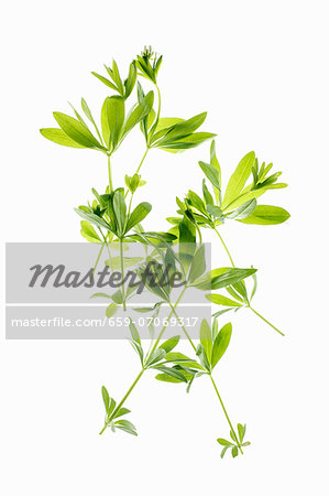 Fresh woodruff Fresh woodruff