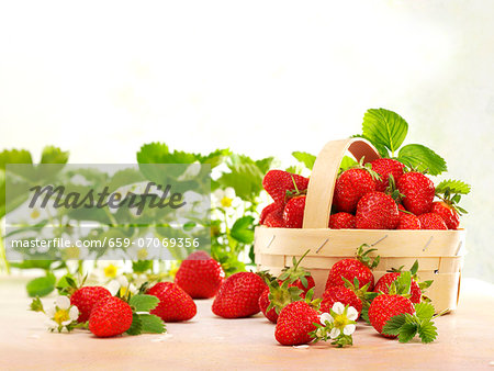 Fresh strawberries with leaves, flowers and a woodchip basket