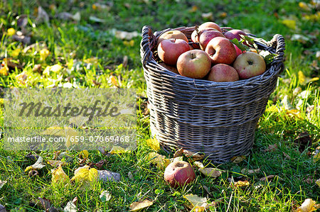 Boskoop apples in a basket in the field Boskoop apples in a basket in the field