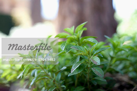 Fresh mint in the open air Fresh mint in the open air