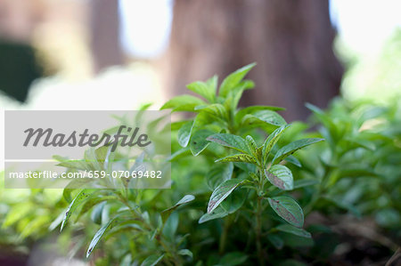 Fresh mint in the open air