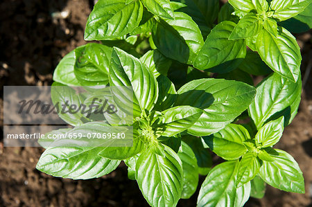 Basil growing in a bed in the garden (view from above)