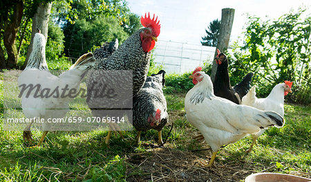 A cockerel and hens in the field
