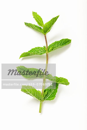 Mint on a white surface