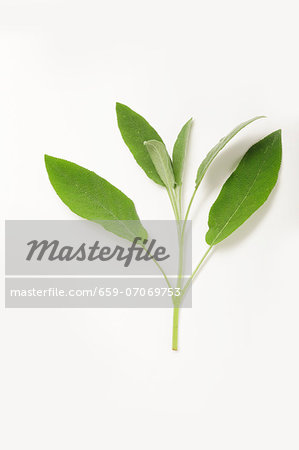 Sage on a white surface Sage on a white surface