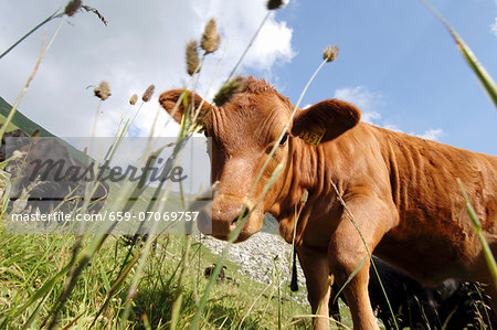 An Angus cow on the Alps in the canton of Nidwalden, Switzerland