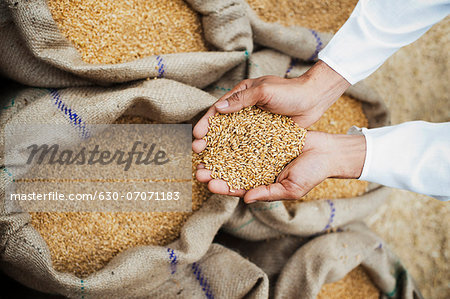 Man holding wheat grains from a sack in his cupped hands, Anaj Mandi, Sohna, Gurgaon, Haryana, India