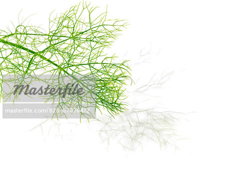 Fresh dill