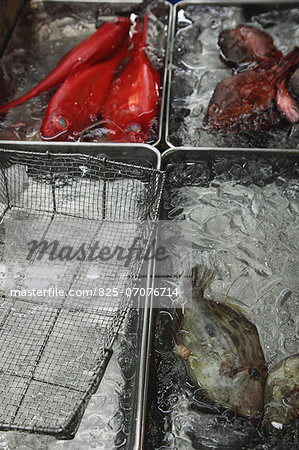 Fish in ice-trays