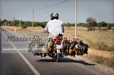 Man transporting live chickens on a moped ,Cambodia