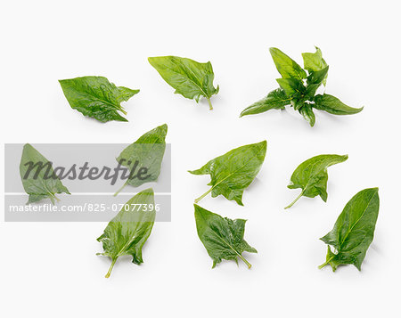 Baby spinach leaves