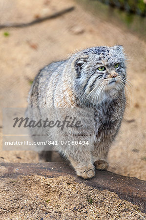 Pallas cat, Otocolobus manu, Cotswold Wildlife Park, Costswolds, Gloucestershire, England, United Kingdom, Europe