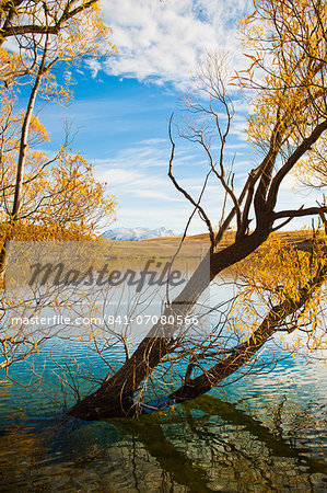 Snow capped mountains and autumn trees, Lake Alexandrina, Canterbury Region, South Island, New Zealand, Pacific