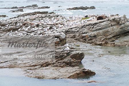 Fur seals surrounded by seagulls at Kaikoura, Canterbury Region, South Island, New Zealand, Pacific