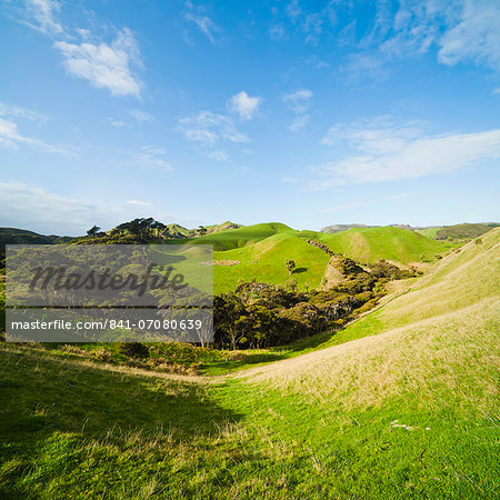 Countryside on the walk to Wharariki Beach, Wharariki, Golden Bay, Tasman Region, South Island, New Zealand, Pacific Countryside on the walk to Wharariki Beach, Wharariki, Golden Bay, Tasman Region, South Island, New Zealand, Pacific