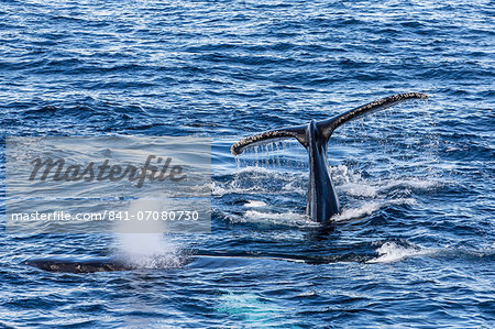 Adult humpback whales (Megaptera novaeangliae), Dallmann Bay, Antarctica, Southern Ocean, Polar Regions