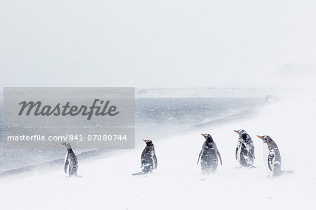 Adult gentoo penguins (Pygoscelis papua) in snow storm, Port Foster, Deception Island, Antarctica, Southern Ocean, Polar Regions