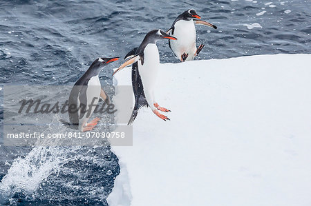 Adult gentoo penguins (Pygoscelis papua) leaping onto ice in the Enterprise Islands, Antarctica, Southern Ocean, Polar Regions
