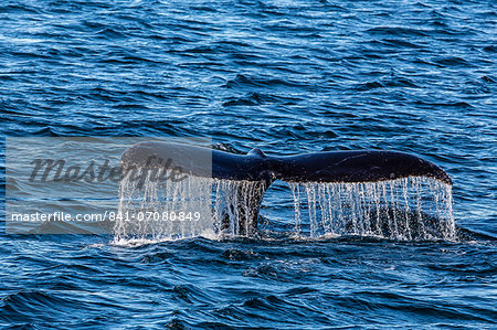 Adult humpback whale (Megaptera novaeangliae) flukes-up dive, Snow Pass, Southeast Alaska, United States of America, North America