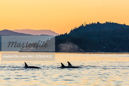 Transient killer whales (Orcinus orca) surfacing at sunset, Haro Strait, Saturna Island, British Columbia, Canada, North America