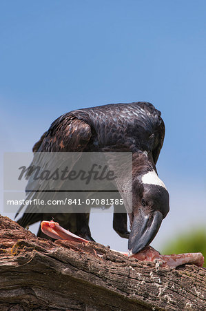 Thick-billed raven (Corvus crassirostris) feeding on a carcass, Simien Mountains National Park, Amhara region, North Ethiopia, Ethiopia, Africa