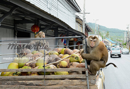 Macaque monkeys trained to collect coconuts in Ko Samui, Thailand, Southeast Asia, Asia