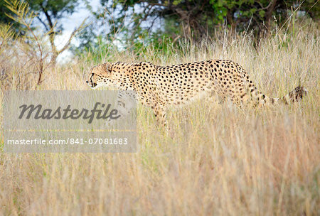 Cheetah walking through tall grass, Amani Lodge, near Windhoek, Namibia, Africa Cheetah walking through tall grass, Amani Lodge, near Windhoek, Namibia, Africa