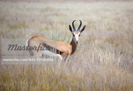 Springbok standing in grass, Namib Naukluft Park, Namibia, Africa