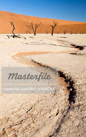 Dried mud pan with ancient camelthorn trees and orange sand dunes in the distance, Dead Vlei, Namib Desert, Namib Naukluft Park, Namibia, Africa