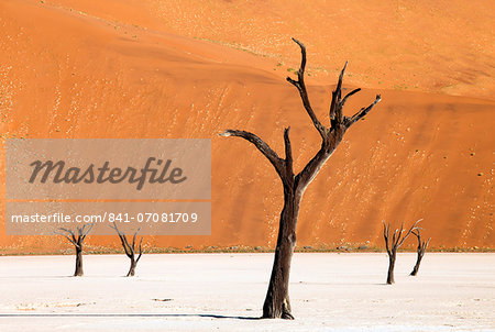 Dead camelthorn trees said to be centuries old against towering orange sand dunes bathed in evening light at Dead Vlei, Namib Desert, Namib Naukluft Park, Namibia, Africa