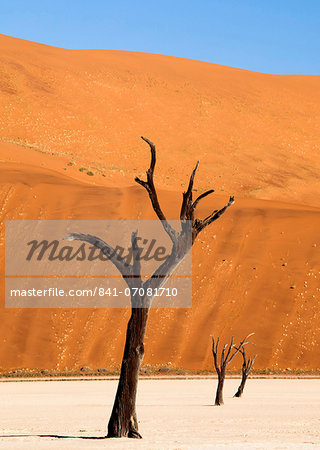 Dead camelthorn trees said to be centuries old against towering orange sand dunes bathed in evening light at Dead Vlei, Namib Desert, Namib Naukluft Park, Namibia, Africa