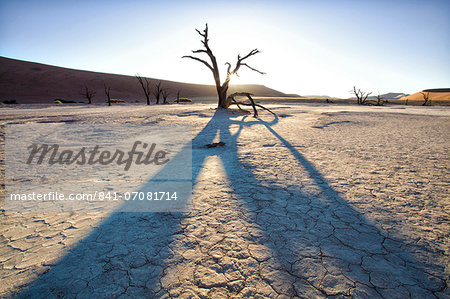 Dead camelthorn trees said to be centuries old in silhouette at sunset in the dried mud pan at Dead Vlei, Namib Desert, Namib Naukluft Park, Namibia, Africa