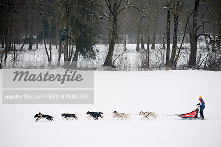 Husky dogs and musher, international dog sled race, La Grande Odyssee Savoie Mont Blanc, Haute-Savoie, France, Europe