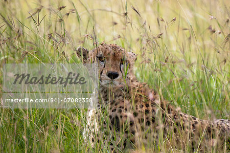 Cheetah (Acynonix jubatus), Masai Mara National Reserve, Kenya, East Africa, Africa Cheetah (Acynonix jubatus), Masai Mara National Reserve, Kenya, East Africa, Africa