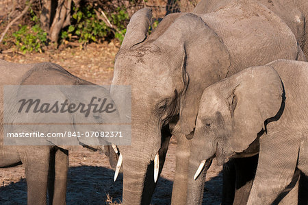 African elephants (Loxodonta africana), Chobe National Park, Botswana, Africa