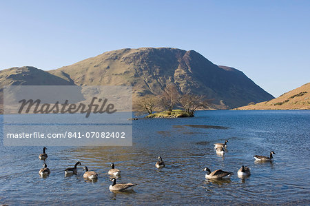 Canada geese on Crummock Water, Mellbreak Fell behind, Lake District National Park, Cumbria, England, United Kingdom, Europe