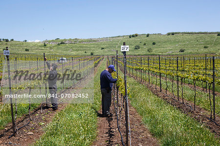 People working at a vineyard in the Golan Heights, Israel, Middle East