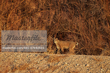Bobcat (Lynx rufus), Bosque del Apache National Wildlife Refuge, New Mexico, United States of America, North America