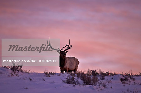 Bull elk (Cervus canadensis) at sunset in the winter, Yellowstone National Park, Wyoming, United States of America, North America