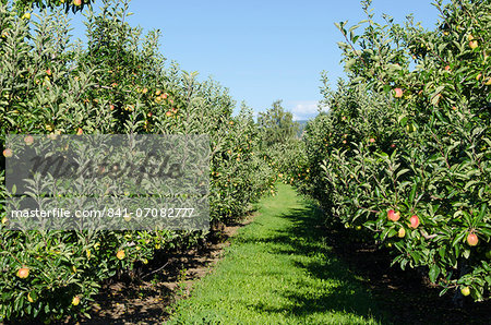 Apple orchard, Kelowna, British Columbia, Canada, North America