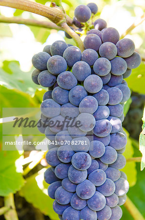 Grape vines in Kelowna, British Columbia, Canada, North America