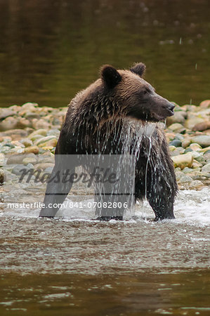 Brown or grizzly bear (Ursus arctos) fishing for salmon in Great Bear Rainforest, British Columbia, Canada, North America