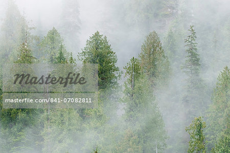 Mist covered pine trees in Great Bear Rainforest, British Columbia, Canada, North America